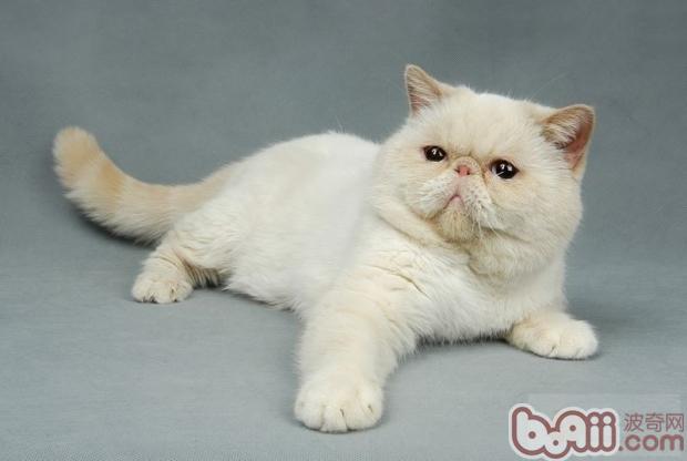 怎么养成猫咪杰出的卫生习气