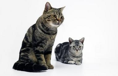 猫咪共处时分老是打架怎么办
