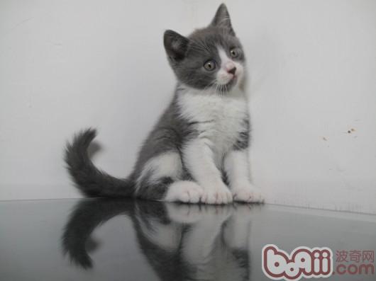 怎么练习猫咪运用猫砂