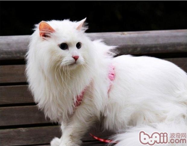 怎么阻止山东狮子猫游玩中的进犯