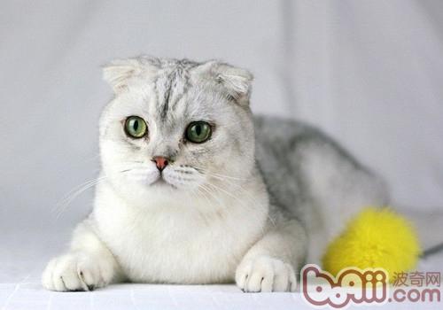 怎么改动猫咪夜游的习气