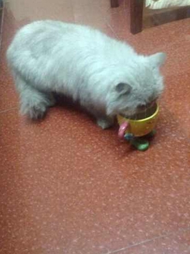 猫咪是不是真的很难练习