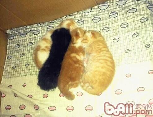 猫咪是不是真的很难练习