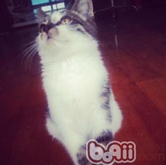 猫咪是不是真的很难练习