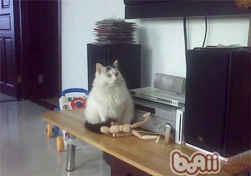 怎么练习猫不上桌子