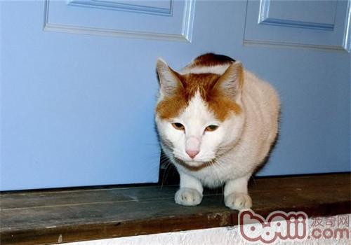 怎样练习猫咪运用猫洞
