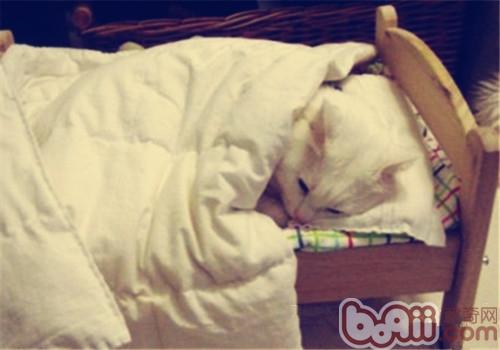 猫咪钻被窝为什么欠好