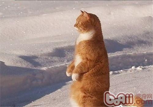 怎么练习猫咪站起来接食物