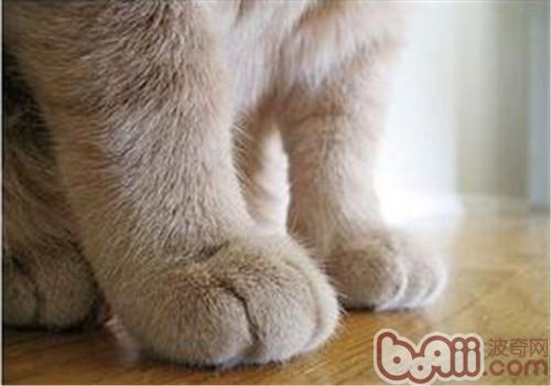 怎么练习猫咪不抓人？