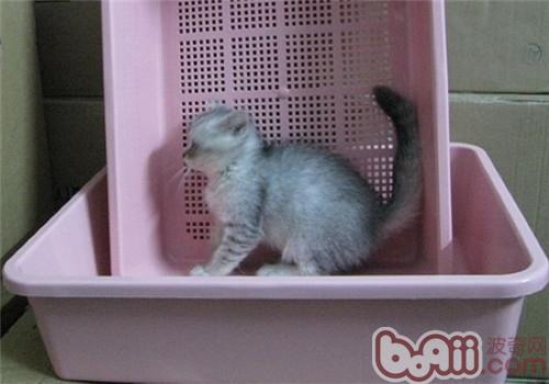 猫咪应何时开端练习运用猫砂？