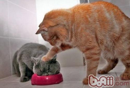 养成宠物猫吃饭的规则