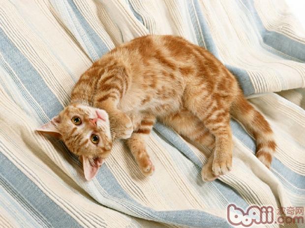 主人不在家，怎么让猫咪学会独处