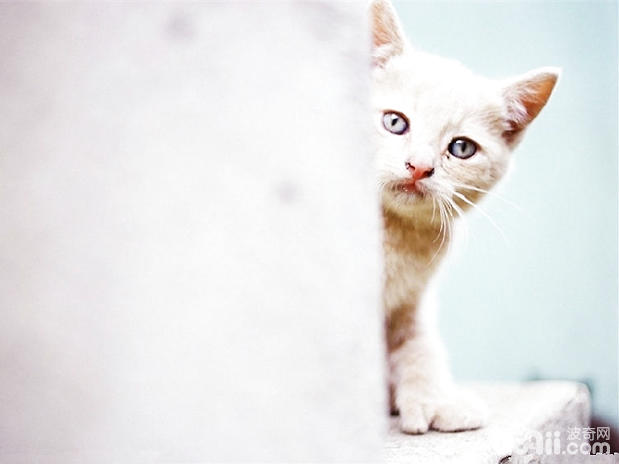 猫咪脾气欠好怎样办