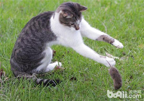 猫咪要长到多大才会捉老鼠？