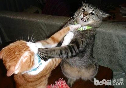 猫咪总是打架怎么办