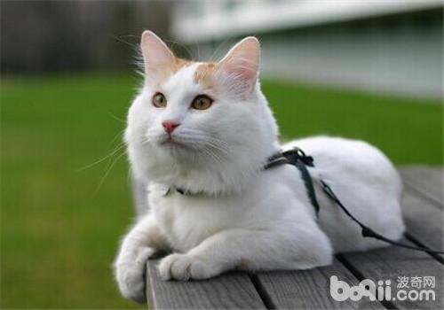 猫咪犯错的四个调教办法