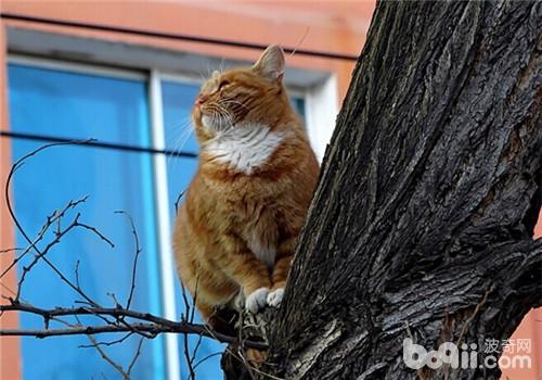 奇妙练习你的猫咪