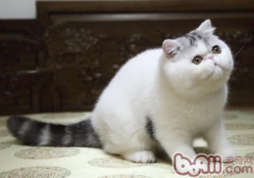 赏罚犯错猫咪有哪些好办法
