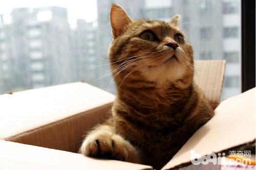 猫咪为什么喜爱箱子