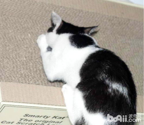 猫抓沙发太烦恼怎么处理