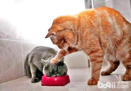 纠正猫咪反常摄食的方法