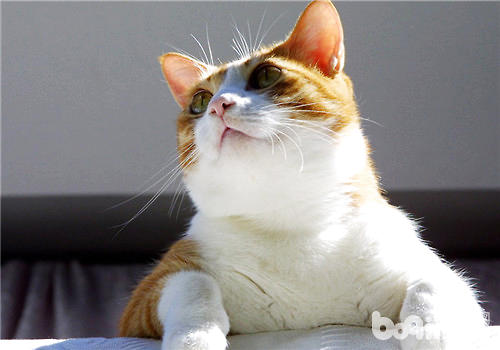 怎么练习猫咪运用猫爬架