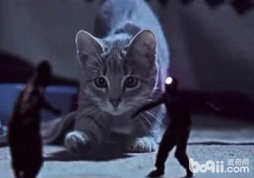  猫咪能够当特务吗？