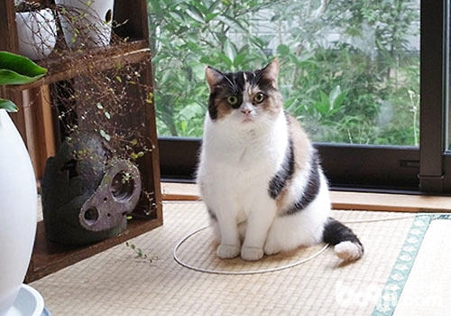 画个圈就能圈住猫咪是真的吗？