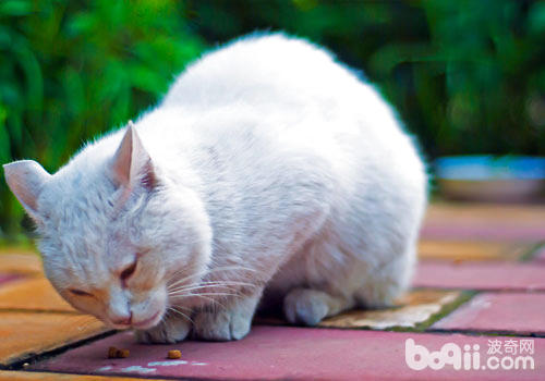 气味对猫咪行为的影响