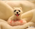 狗狗便秘该怎么办？狗狗便秘怎样预防？