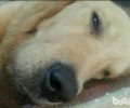 狗狗吐黄水有什么缘故？狗狗吐黄水治疗方法