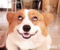 狗狗口臭是怎么回事造成 的，狗狗口臭该怎么办