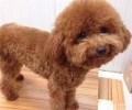 小泰迪有眼泪该怎么办？小泰迪有眼泪的缘故有什么？