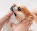 狗狗生病不服药，狗狗生病不服药怎么解决？