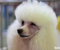 狗狗有泪痕，导致狗狗泪痕的缘故有什么？