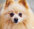博美犬得了白內障的缘故都有哪些？