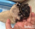 小狗得了狗瘟有什么症状？狗瘟抽动