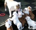 狗狗生产前的征兆有什么？