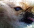 狗狗白内障的缘故有什么？