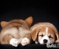 狗狗睡觉翻眼是什么情况？有影响吗？