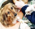 如何给狗狗打针？