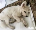 狗狗咳嗽的原因是什么？