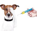 狂犬病毒的防范措施有什么？