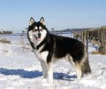 阿拉斯加犬感冒的治疗方法有什么？