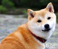 柴犬流泪的缘故 柴犬落泪该怎么办