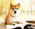 柴犬流泪的缘故 柴犬落泪该怎么办