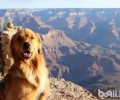 有关狂犬病毒你不可不知道的好多个难题