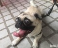 造成 巴哥眼睛变红缘故都有哪些？