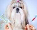 小狗疫苗接种必须留意的事儿有什么？