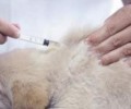 小狗疫苗接种必须留意的事儿有什么？